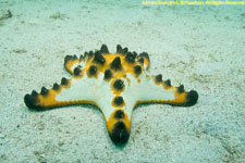 chocolate chip sea star